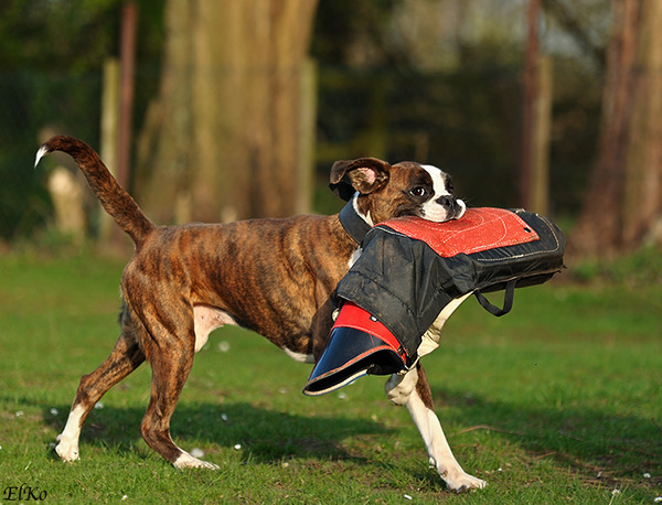 Boxers von Olympico & van het Twentse Ros 