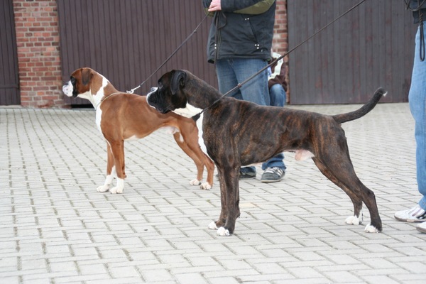 Boxers von Olympico & van het Twentse Ros 