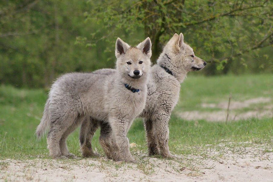 Kennel van Meisels Stee