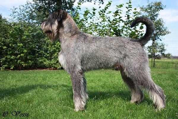 Riesenschnauzerkennel van de Telgthoeve, Trea Kroeske