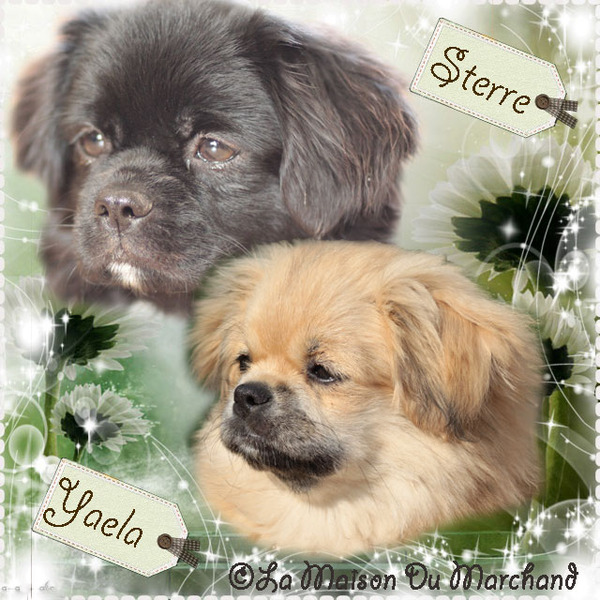 La Maison Du Marchand