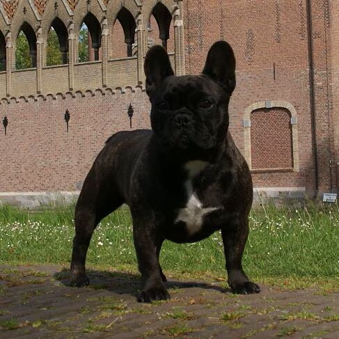 v. Loef van Horne