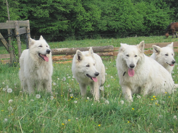 The White Wolves