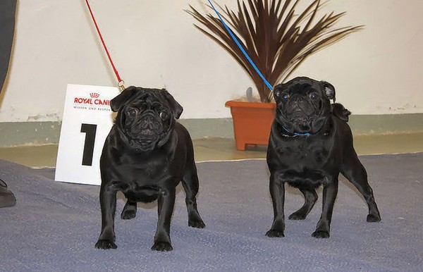 M Meijers kennel  V T Sint Floriedal