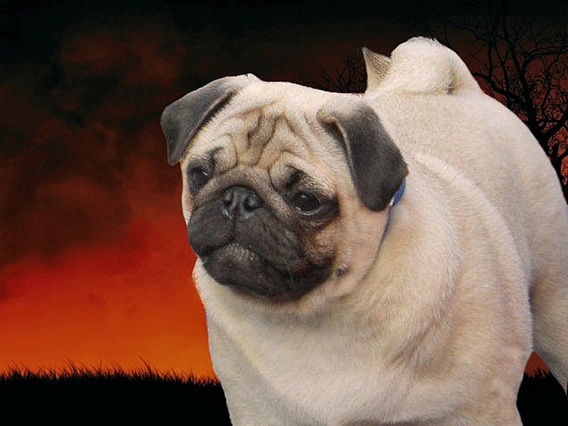 M Meijers kennel  V T Sint Floriedal