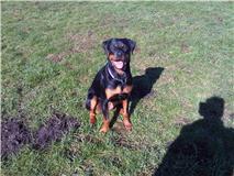 Rottweiler