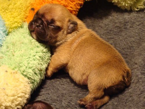 Franse Bulldogkennel van Salubaro