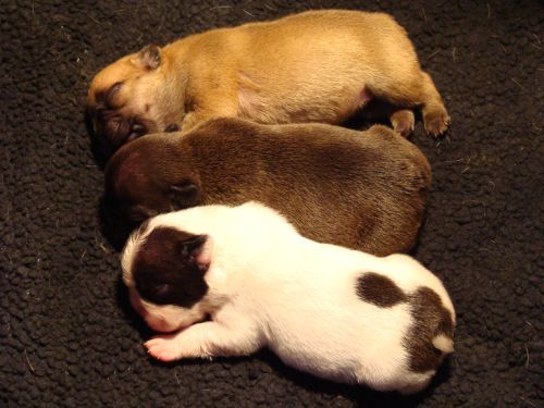 Franse Bulldogkennel van Salubaro