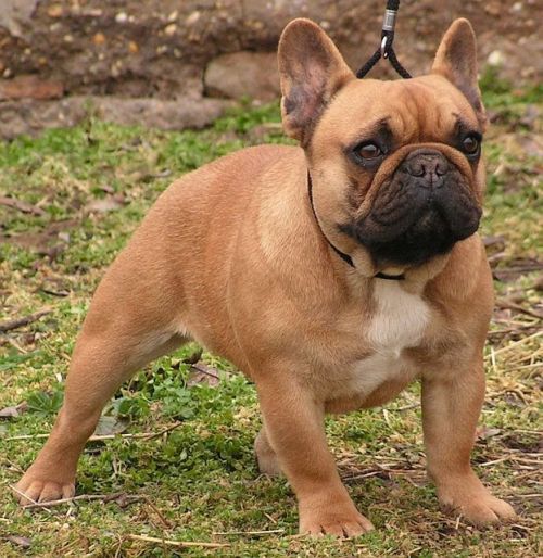 Franse Bulldogkennel van Salubaro