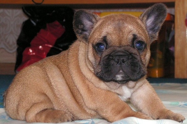 Franse Bulldogkennel van Salubaro