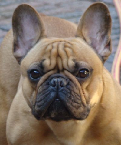 Franse Bulldogkennel van Salubaro