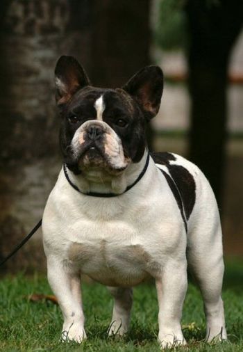 Franse Bulldogkennel van Salubaro