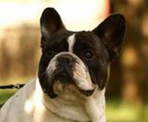 Franse Bulldogkennel van Salubaro