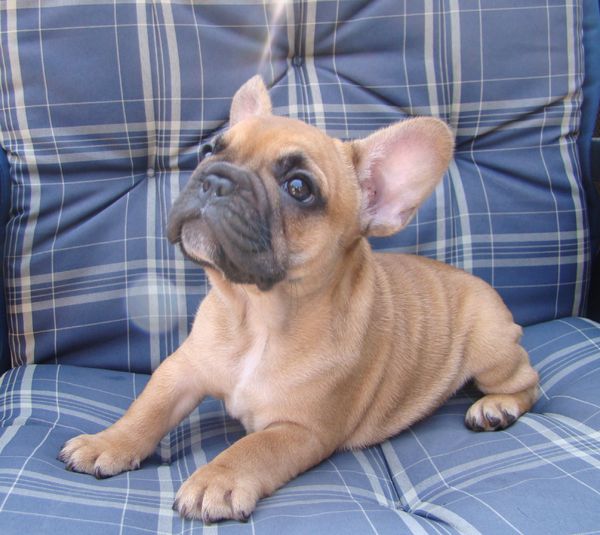 Franse Bulldogkennel van Salubaro