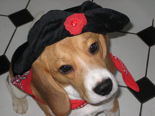 Bangle klaar voor Carnaval