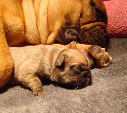 Franse Bulldogkennel van Salubaro