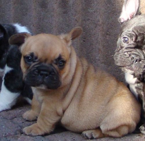 Franse Bulldogkennel van Salubaro
