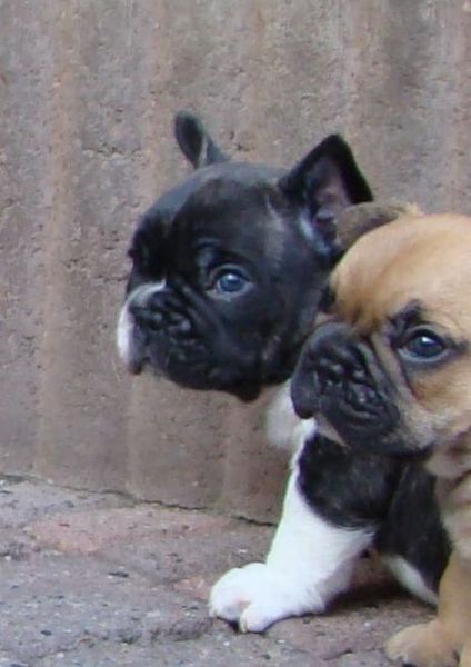 Franse Bulldogkennel van Salubaro