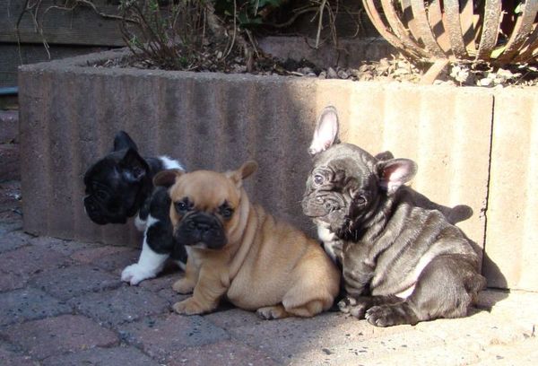 Franse Bulldogkennel van Salubaro