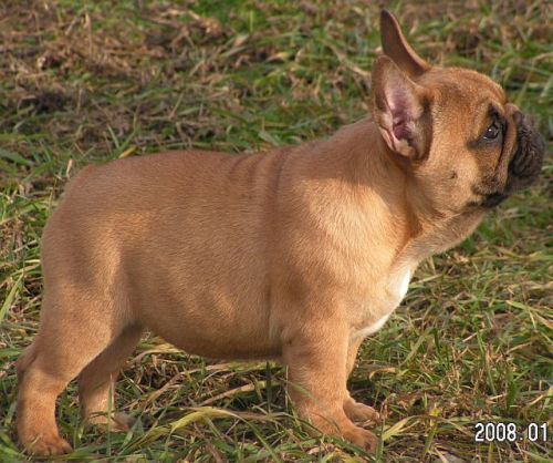 Franse Bulldogkennel van Salubaro
