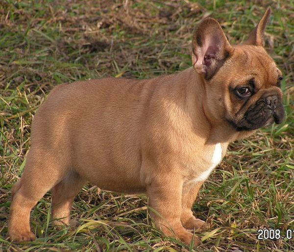 Franse Bulldogkennel van Salubaro