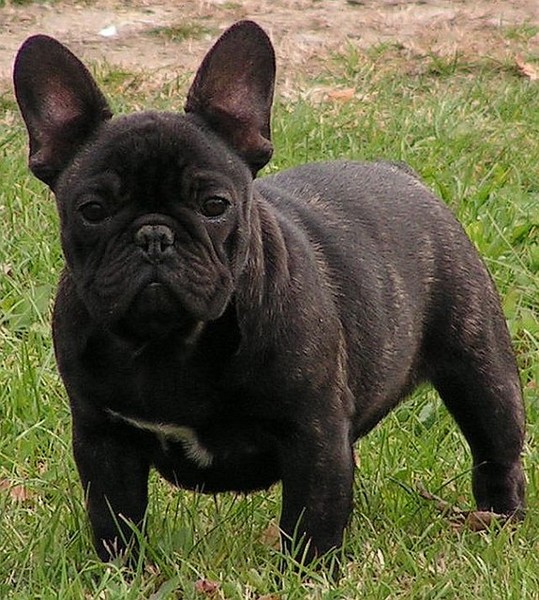 Franse Bulldogkennel van Salubaro