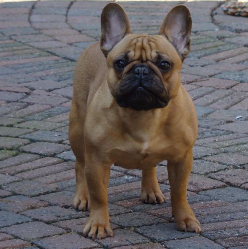 Franse Bulldogkennel van Salubaro