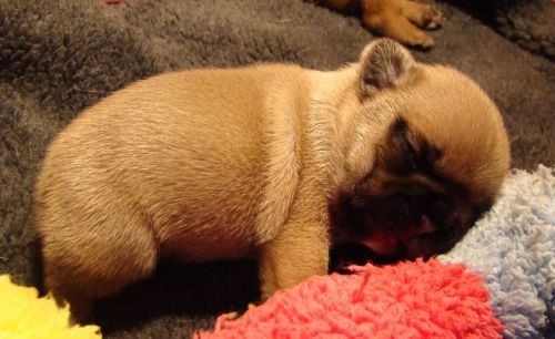 Franse Bulldogkennel van Salubaro