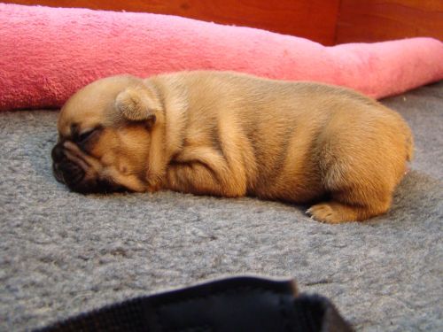 Franse Bulldogkennel van Salubaro