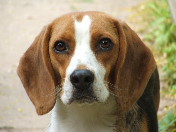 Beagle