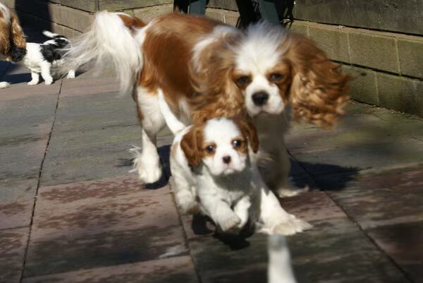 In de ban van de cavalier