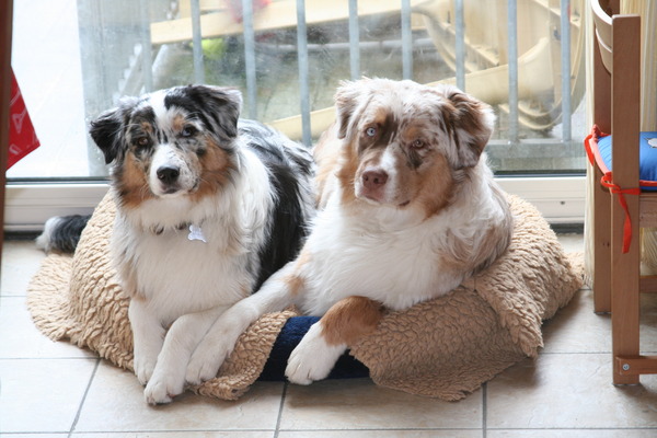 B. van der Pol-Lucas