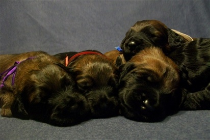 Briards Emergè de L'Amour  