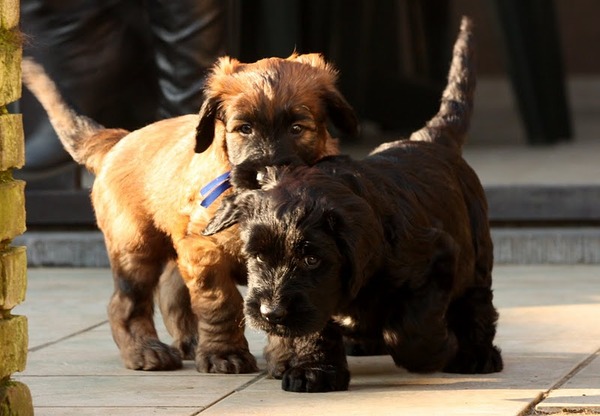 Briards Emergè de L'Amour  