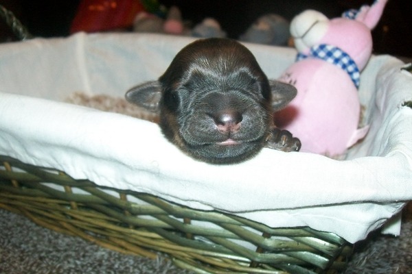 Briards Emergè de L'Amour  