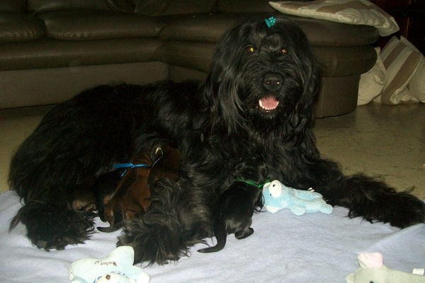 Briards Emergè de L'Amour  