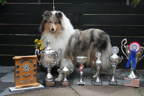 Schotse Herdershond, Langhaar
