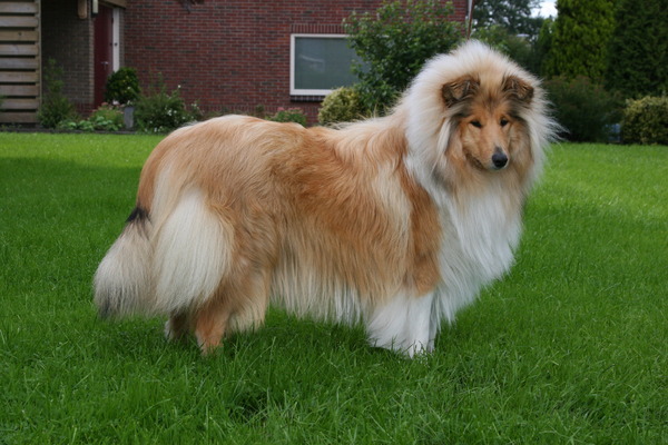 Schotse Herdershond, Langhaar