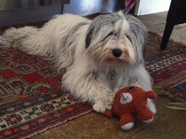 Polski Owczarek Nizinny