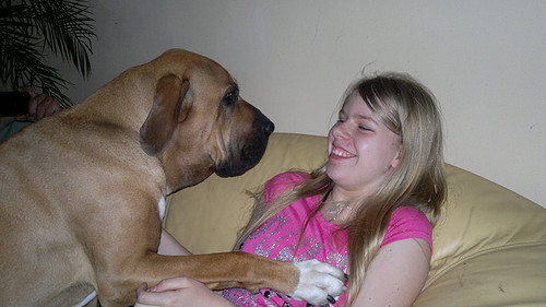 Fila Brasileiro Kennel Edmundo Holland