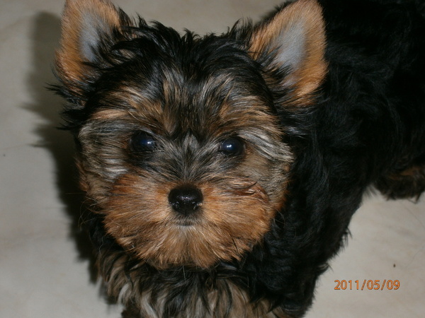 Yorkshire Terrier