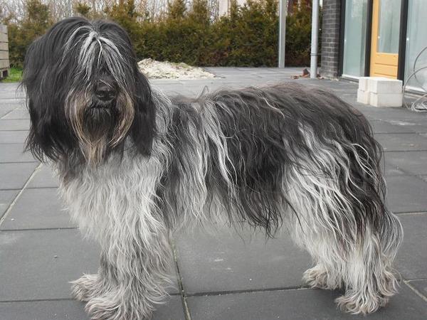 0. van de Zeeuwse Strange