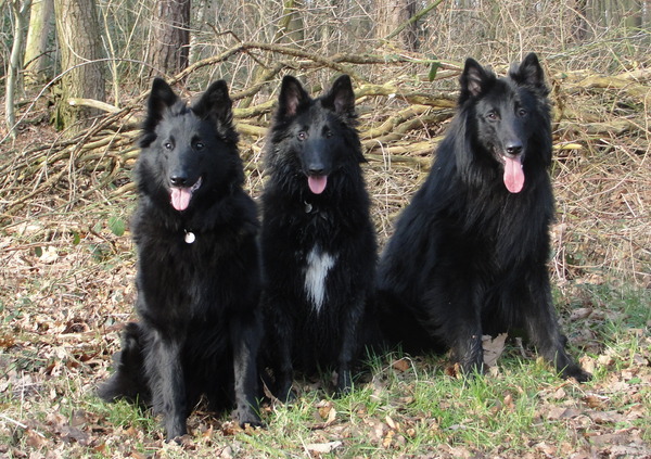 Groenendaelerkennel
