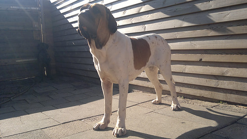 Fila Brasileiro
