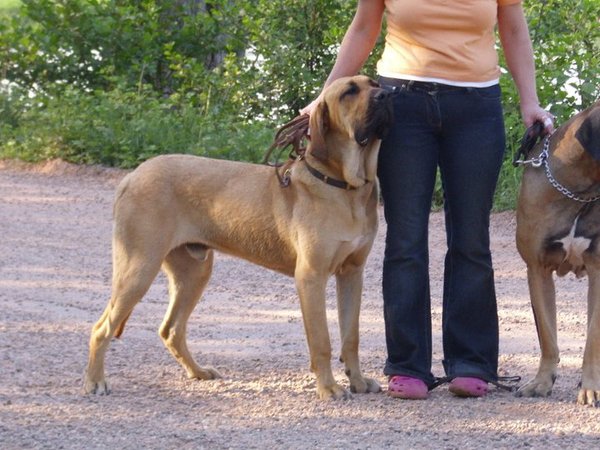 Fila Brasileiro