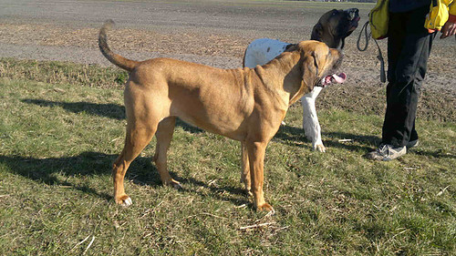 Fila Brasileiro