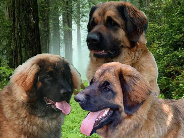 Notus-Me Leonbergers