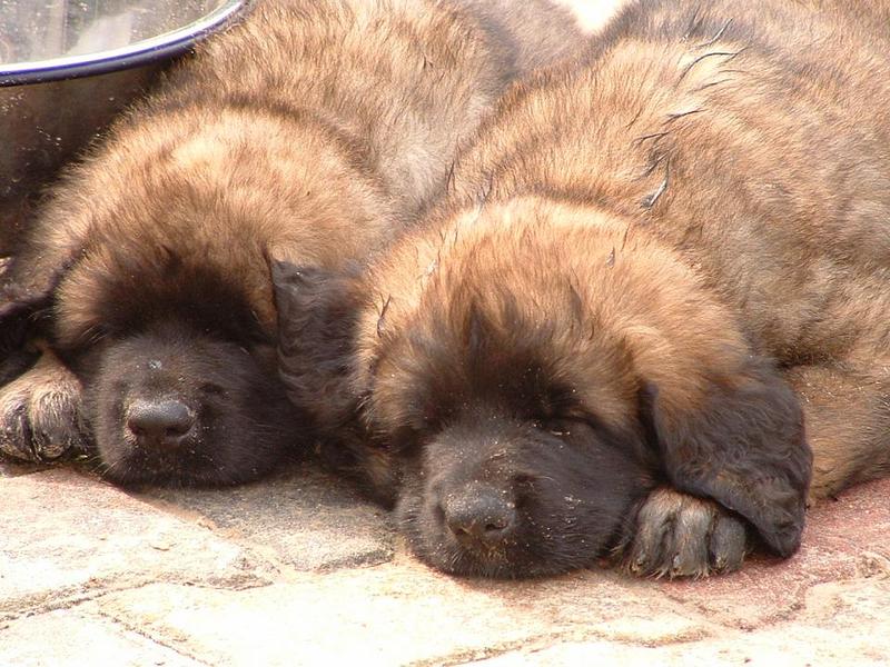 Leonberger