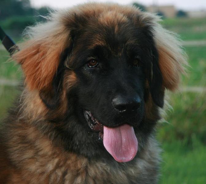 Leonberger