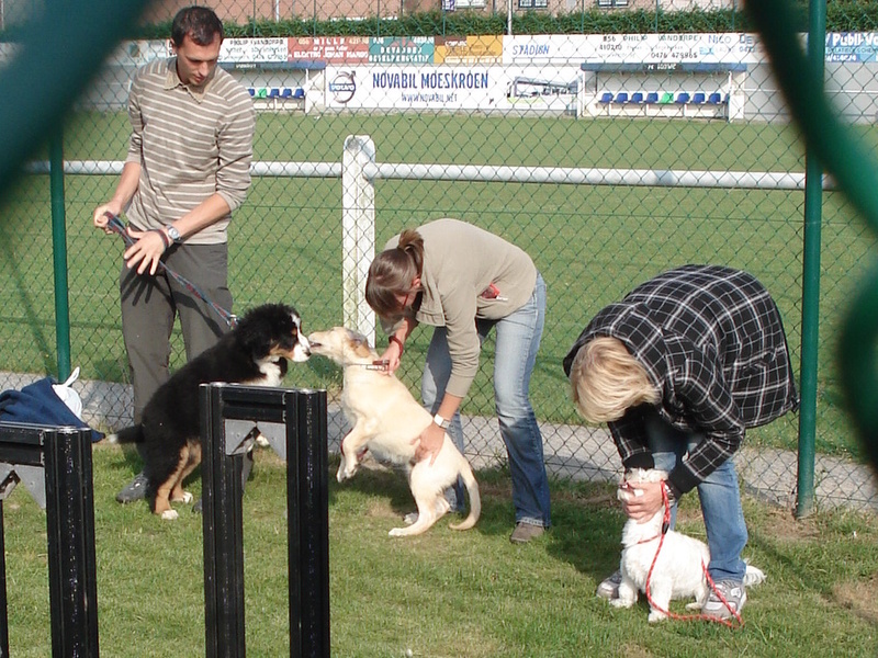 Mika in de hondenschool